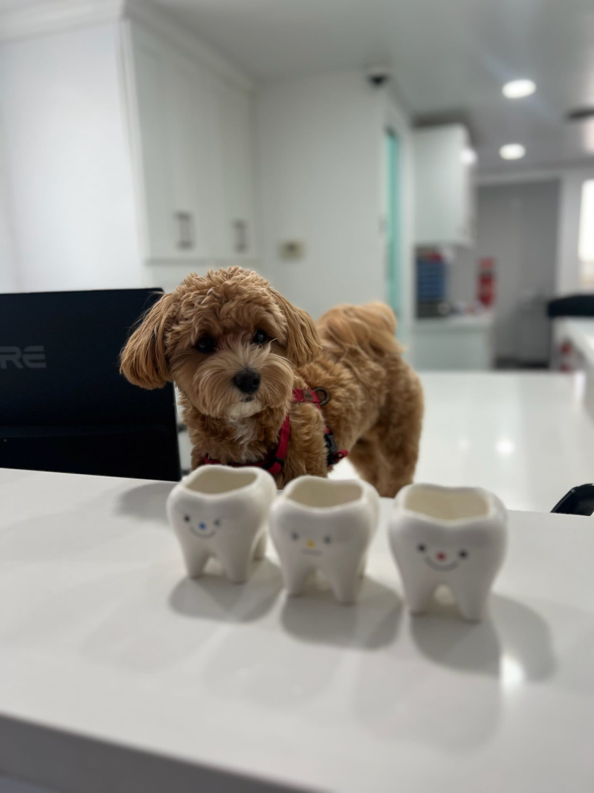 Hodoo (Walnut) Kim, the Kids Dental Story office dog
